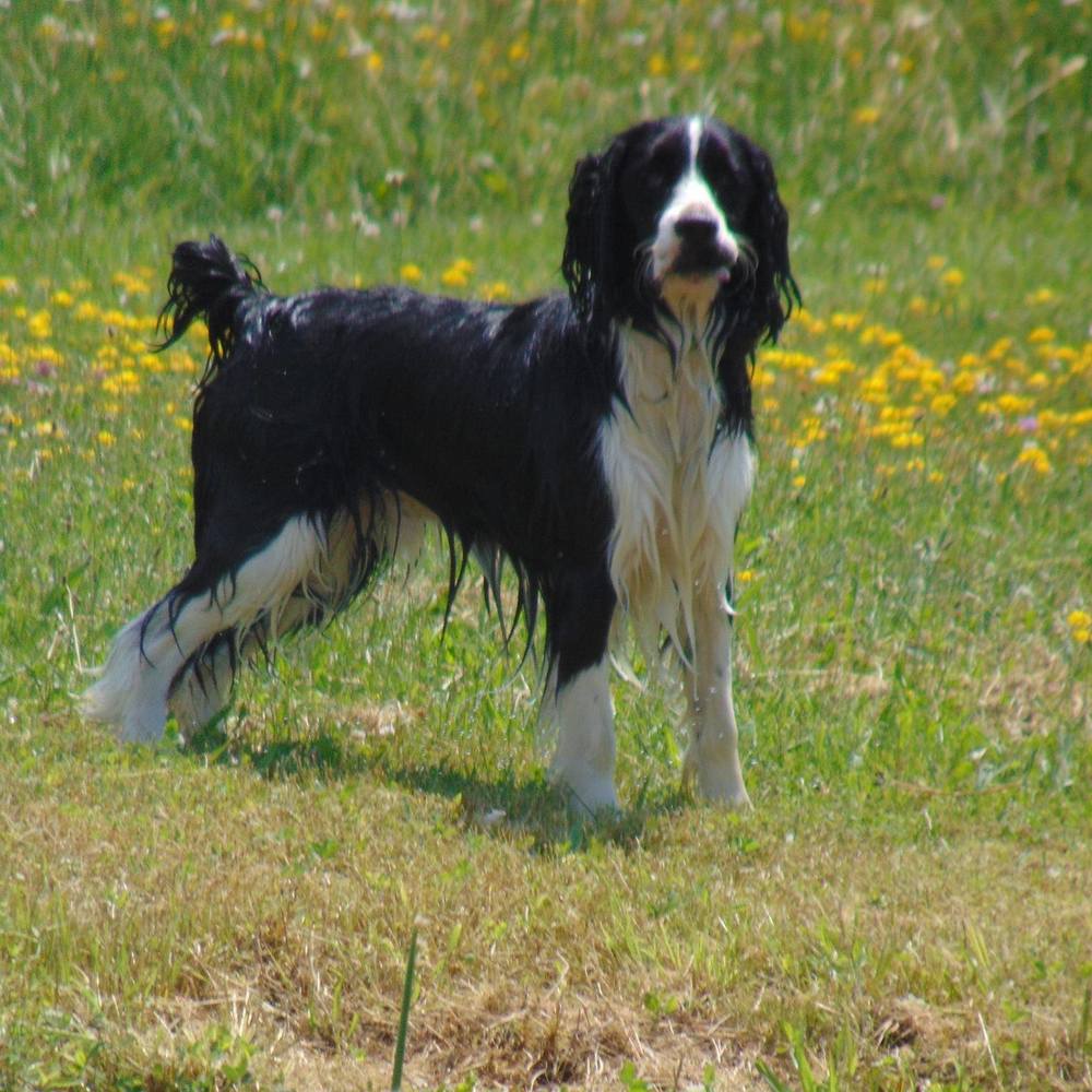 Meet your Posher, Lennie